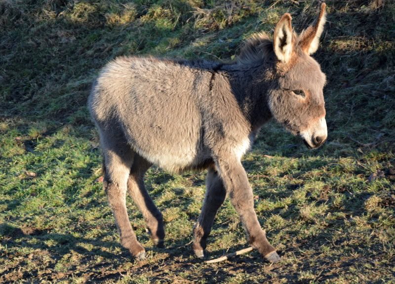 Breeding Donkeys: Gestation, Birth, And Foal Care