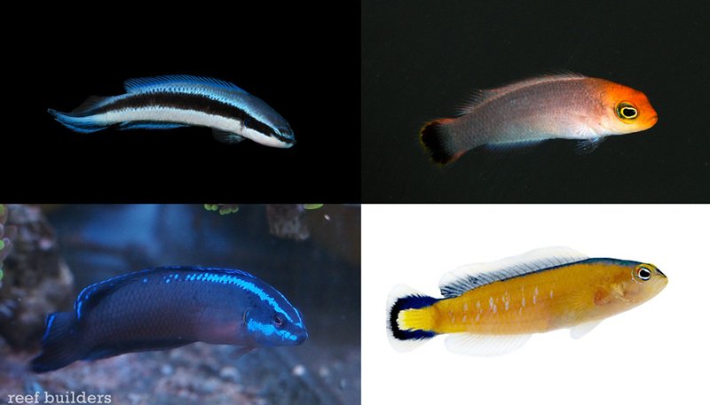 Breeding Dottyback In Captivity: Challenges And Success Tips