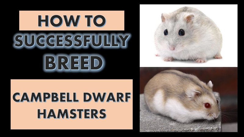 Breeding Dwarf Campbell Hamsters: What New Owners Should Know