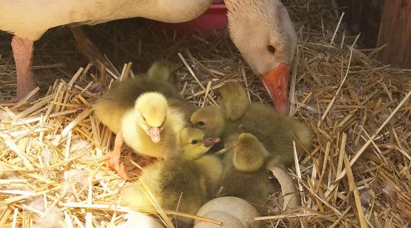 Breeding Geese: Egg Laying, Incubation, And Hatching