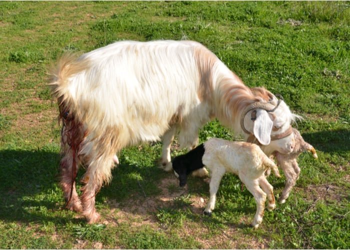 Breeding Lamancha Goats: Gestation, Kidding, And Kid Care