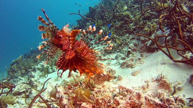 Breeding Lionfish In Captivity: Challenges And Success Tips
