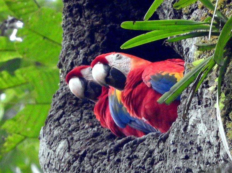 Breeding Macaws: Nesting, Incubation, And Chick Care
