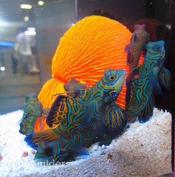 Breeding Mandarin Goby In Captivity: Challenges And Success Tips