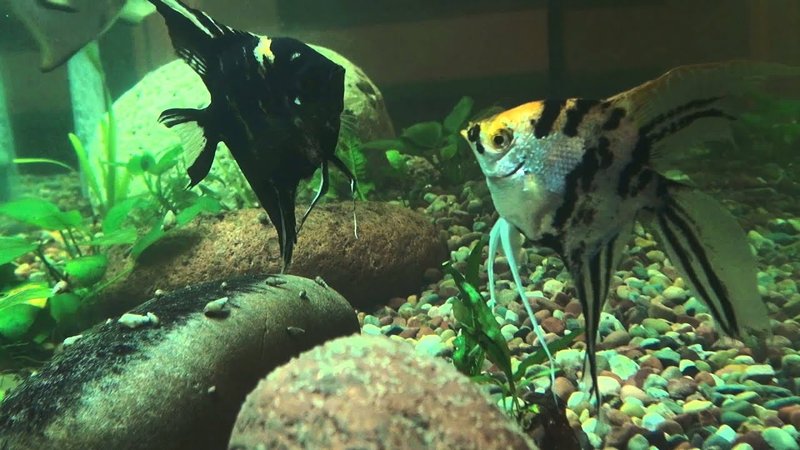 Breeding Marine Angelfish In Captivity: Challenges And Success Tips