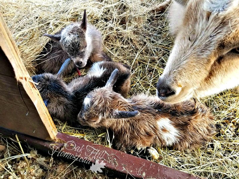 Breeding Nigerian Dwarf Goats: Gestation, Kidding, And Kid Care