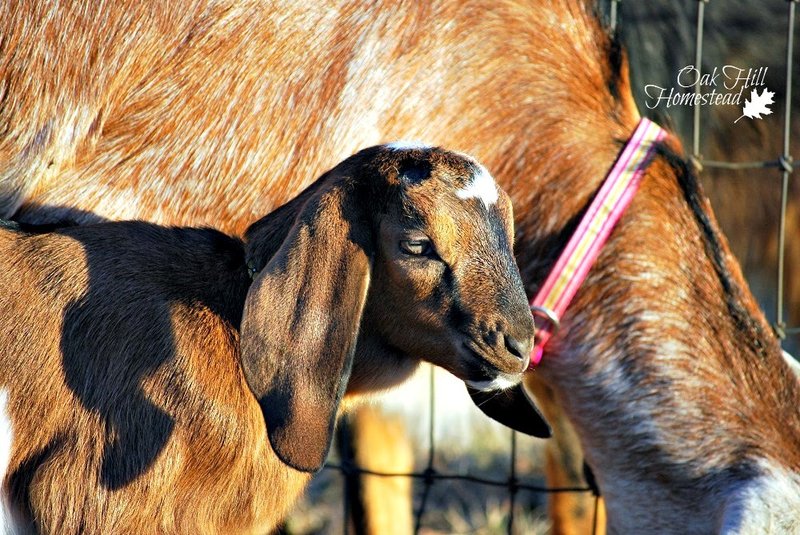 Breeding Nubian Goats: Gestation, Kidding, And Kid Care