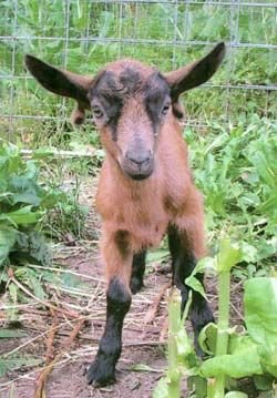 Breeding Oberhasli Goats: Gestation, Kidding, And Kid Care