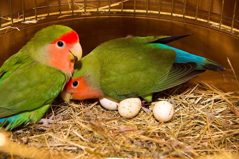 Breeding Parrots At Home: Nesting, Egg Care, And Chicks