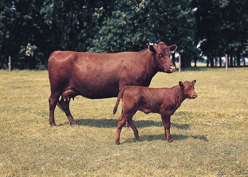 Breeding Pigs: Gestation, Birth, And Piglet Care