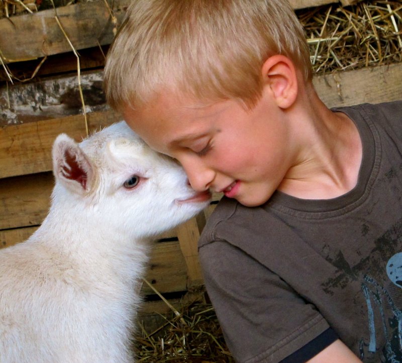 Breeding Pygmy Goats: Gestation, Kidding, And Kid Care