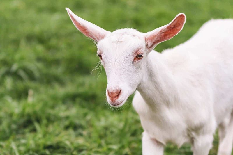 Breeding Saanen Goats: Gestation, Kidding, And Kid Care