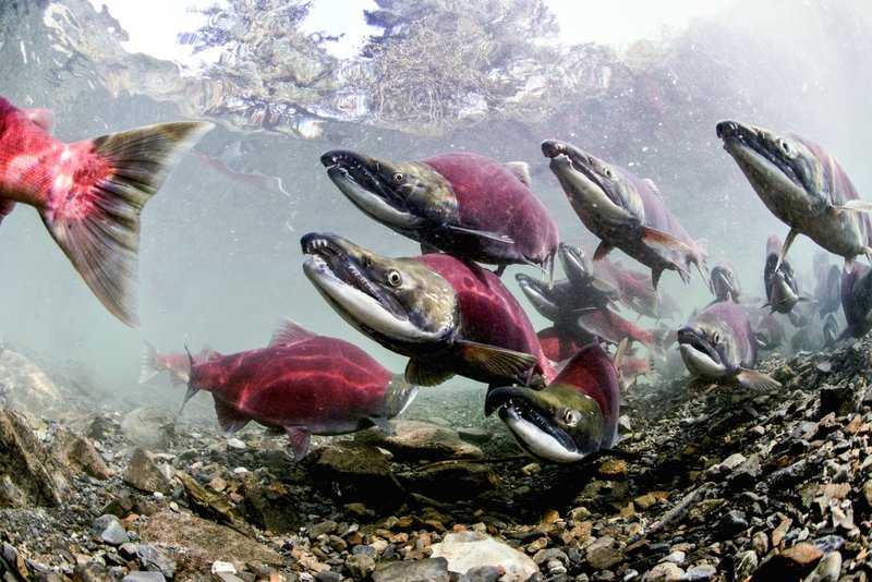 Breeding Salmon: Techniques And Tips