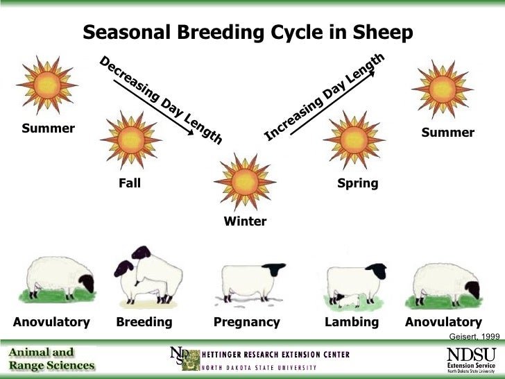 Breeding Sheep: Heat Cycles, Gestation, And Lambing Care
