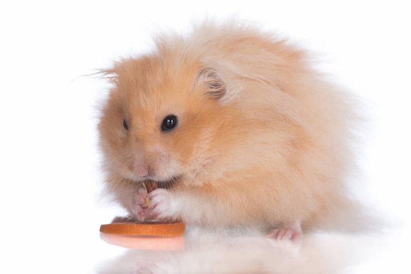 Breeding Teddy Bear Hamsters: What New Owners Should Know