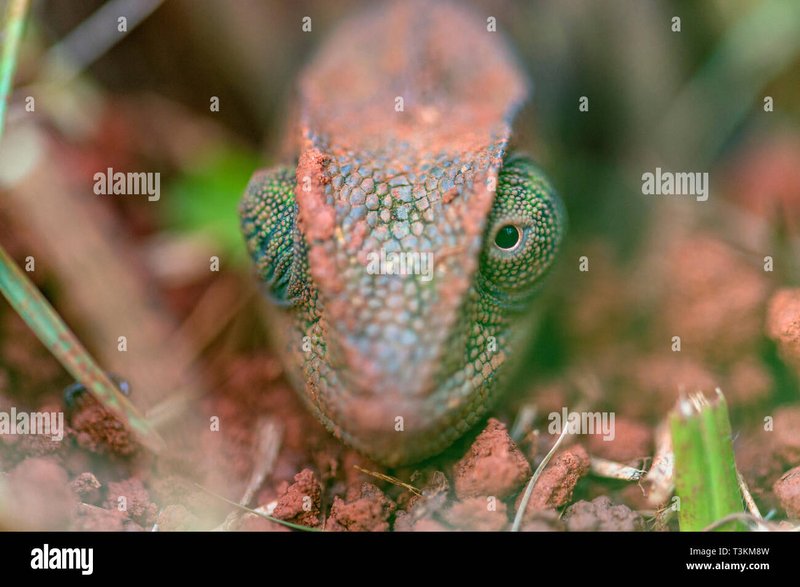 Breeding The Flap-Necked Chameleon: Requirements And Challenges