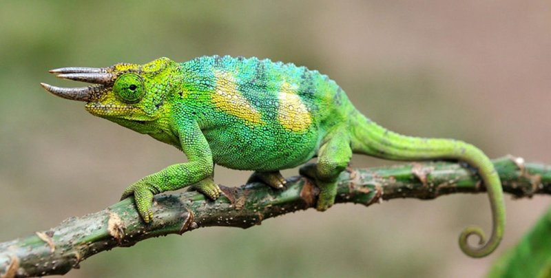 Breeding The Jackson'S Chameleon: Requirements And Challenges