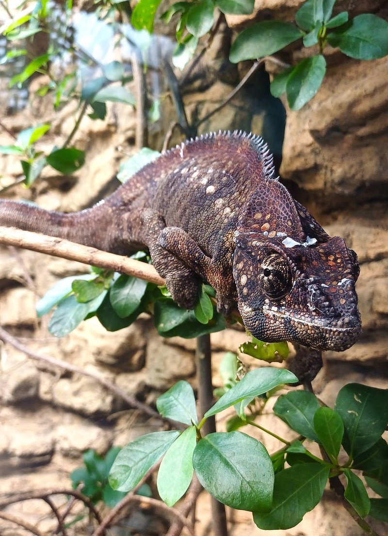 Breeding The Oustalet'S Chameleon: Requirements And Challenges