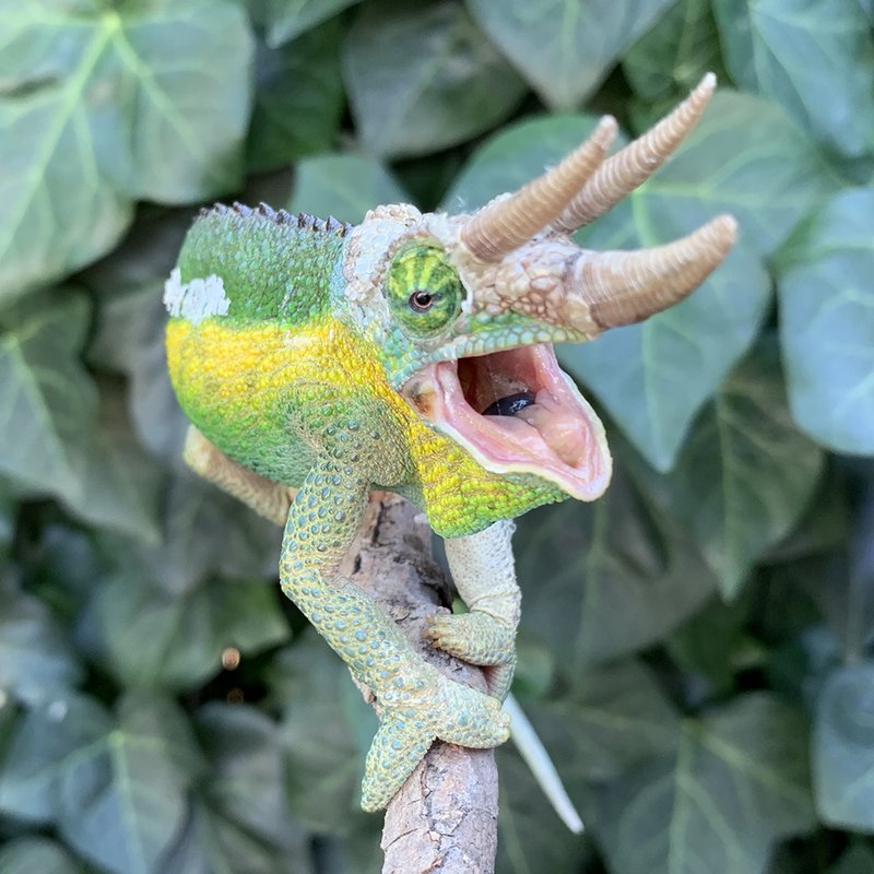 Breeding The Parson'S Chameleon: Requirements And Challenges