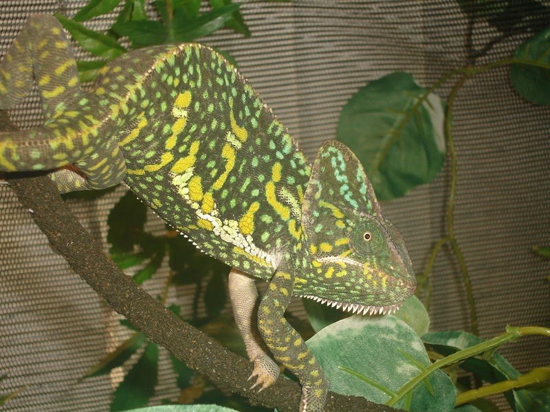 Breeding The Veiled Chameleon: Requirements And Challenges