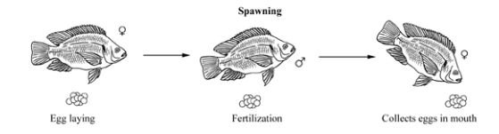 Breeding Tilapia: Techniques And Tips
