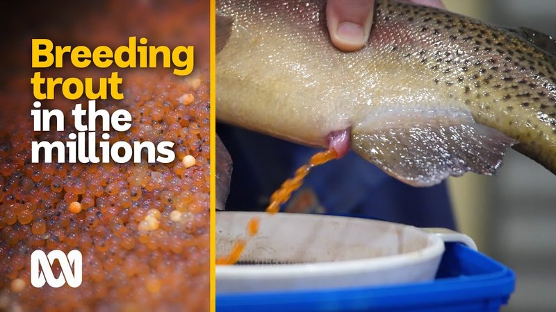 Breeding Trout: Techniques And Tips