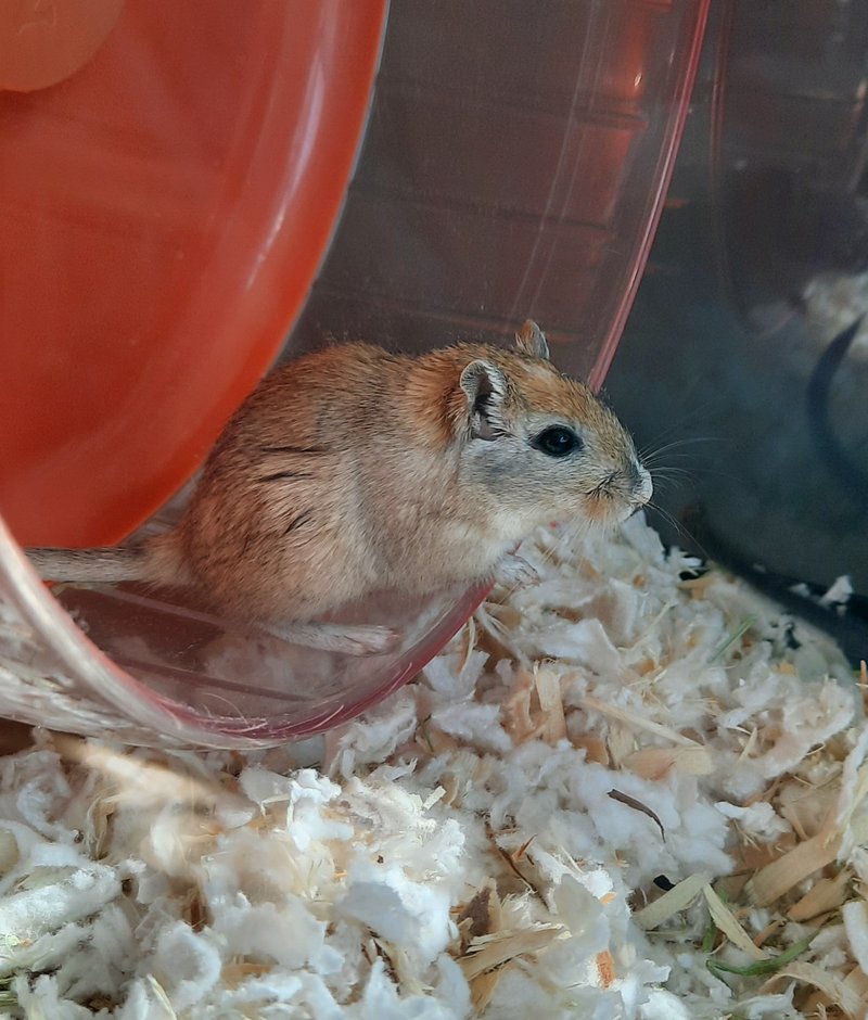 Breeding White Gerbils: What New Owners Should Know