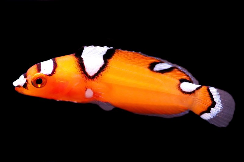 Breeding Wrasse In Captivity: Challenges And Success Tips