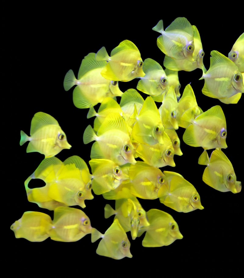 Breeding Yellow Tang In Captivity: Challenges And Success Tips