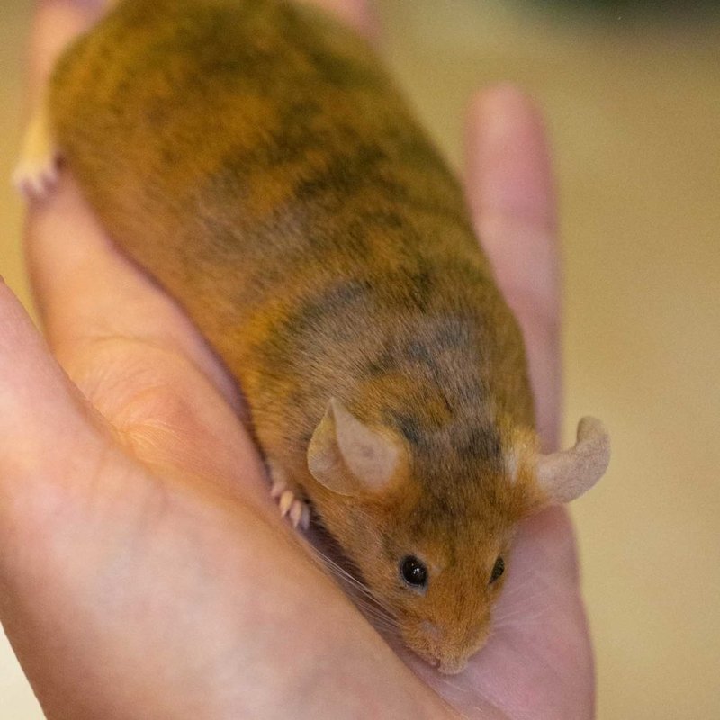 Brindle Mouse Overview: Traits, Appearance, And Temperament