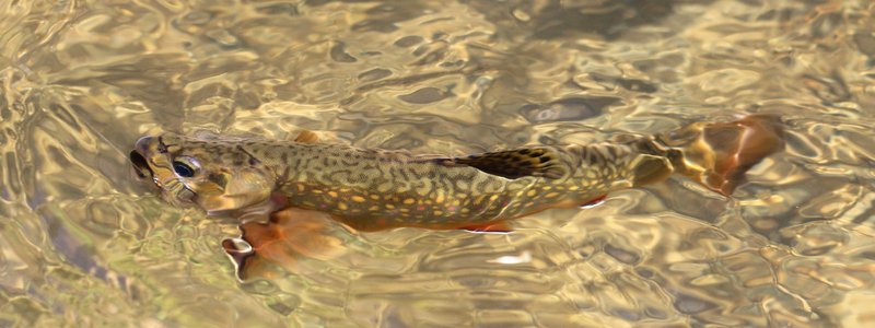Brook Trout