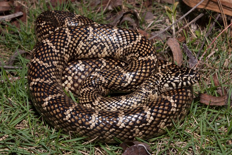 Brooks Kingsnake