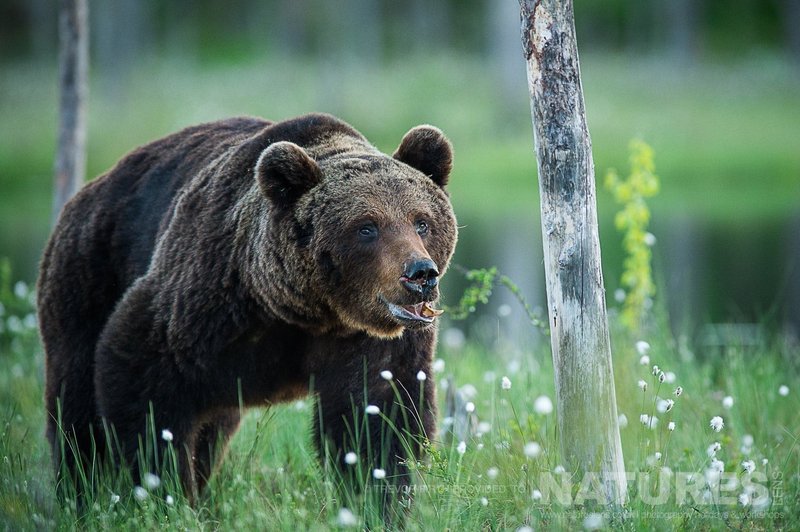 Brown Bear