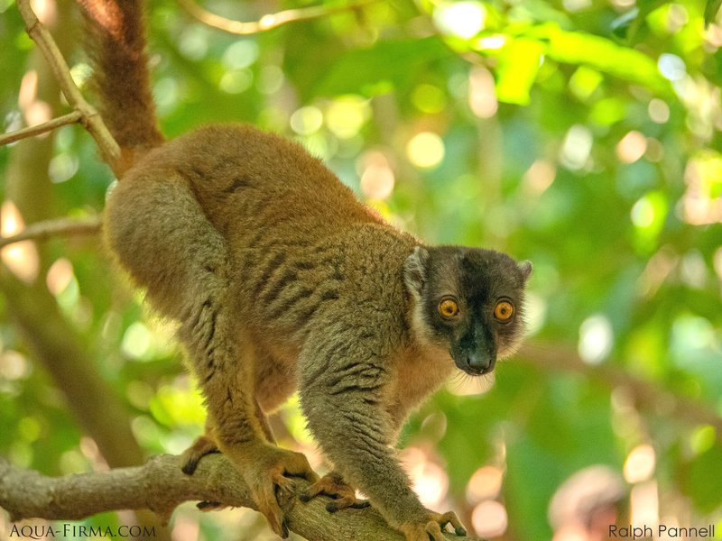 Brown Lemur