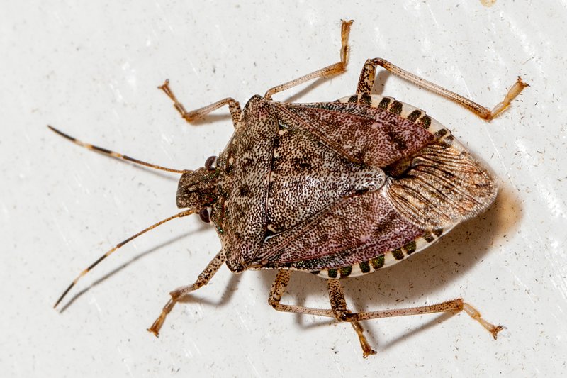 Brown Marmorated Stink Bug