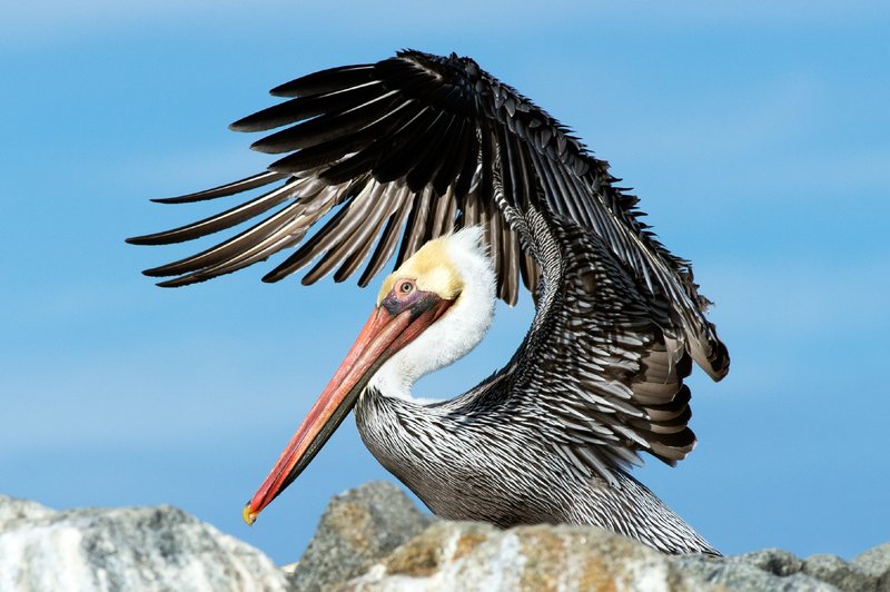 Brown Pelican