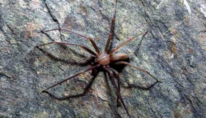 Brown Recluse Spider