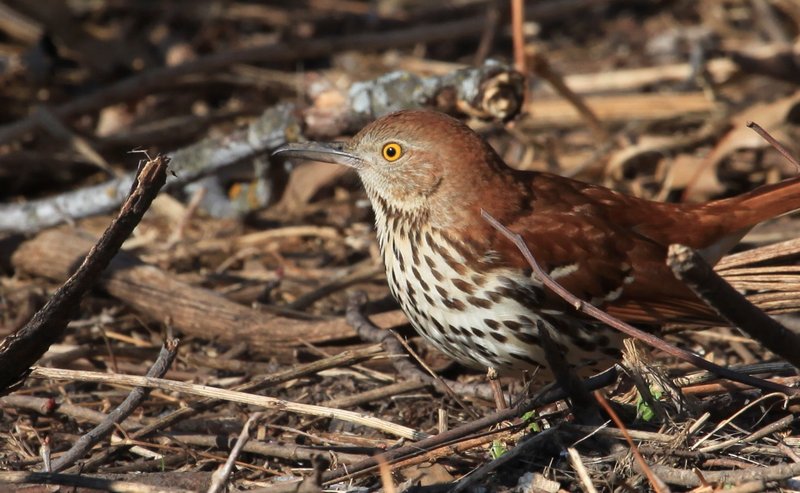 Brown Thrasher