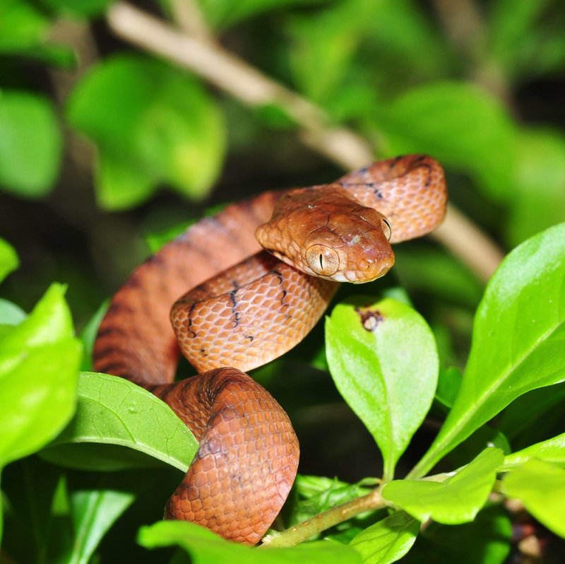 Brown Tree Snake