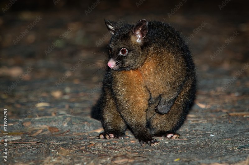Brush-Tailed Possum