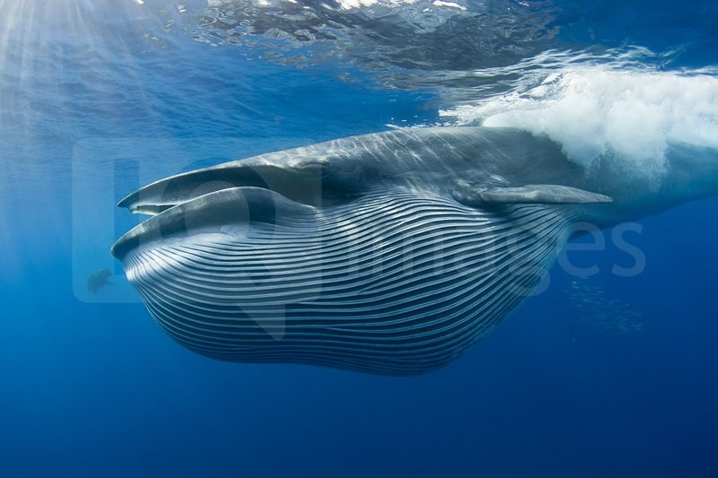 Bryde'S Whale
