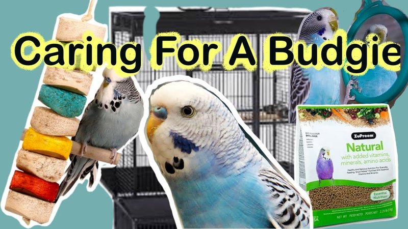 Budgie Care Guide: Everything You Need To Know