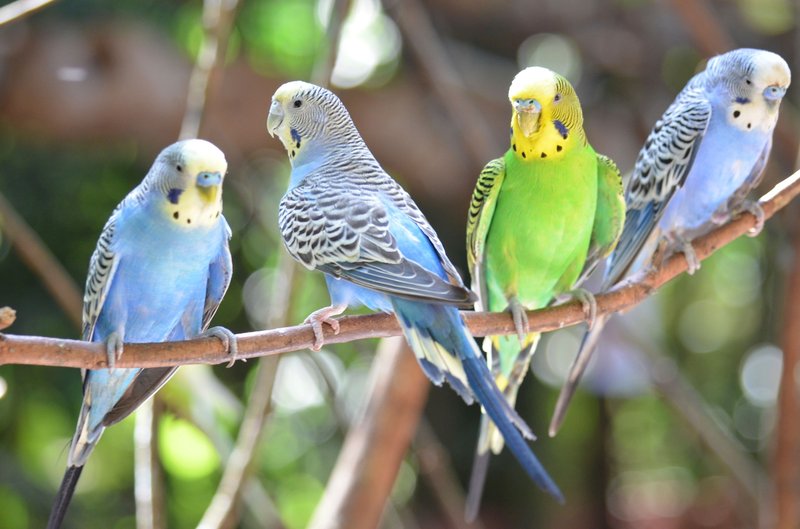Budgie Vocalizations And What They Mean
