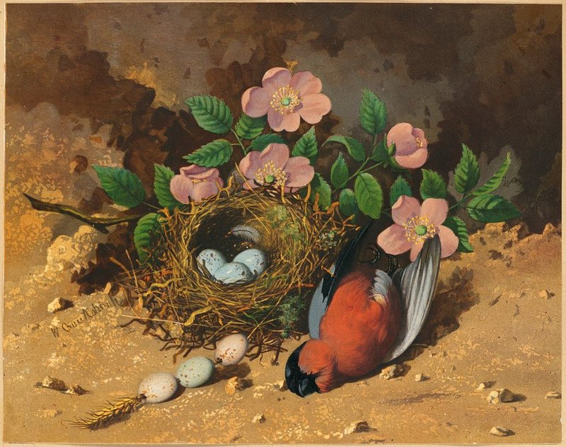 Bullfinch