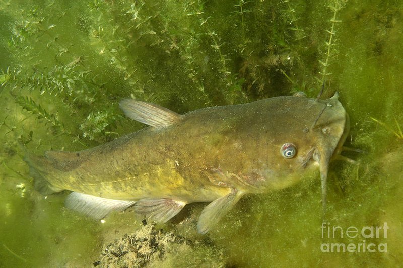 Bullhead Catfish