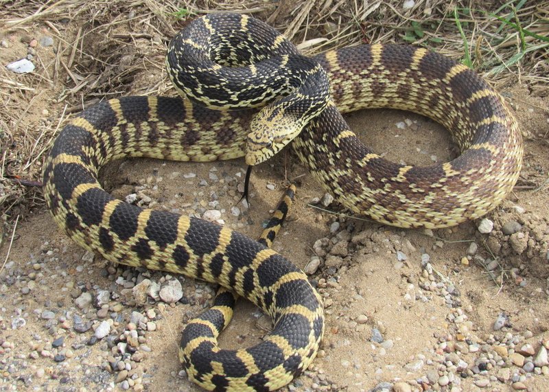 Bullsnake