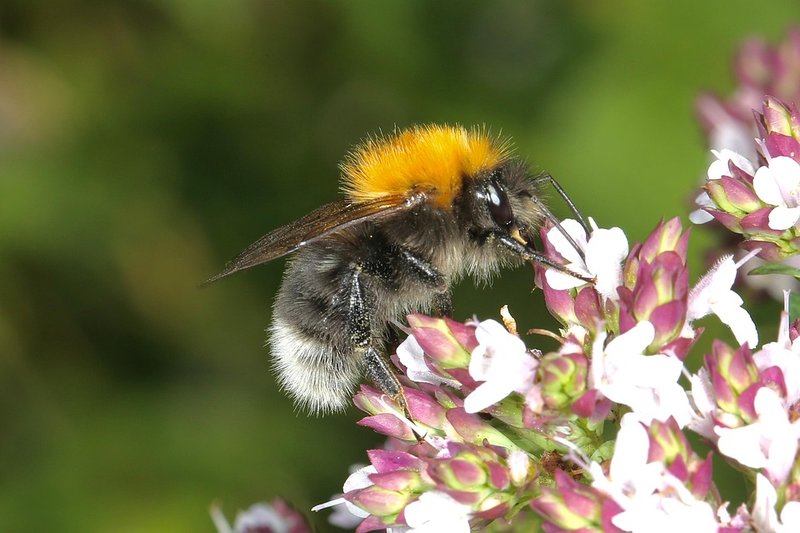 Bumblebee