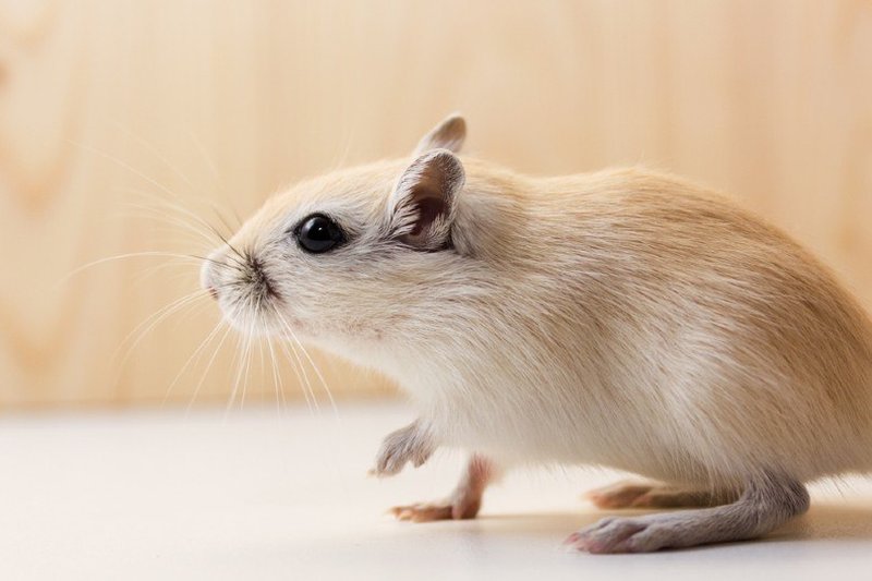 Burmese Gerbil Overview: Traits, Temperament, And Color
