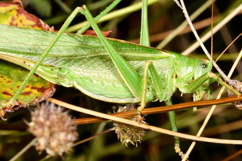 Bush Cricket