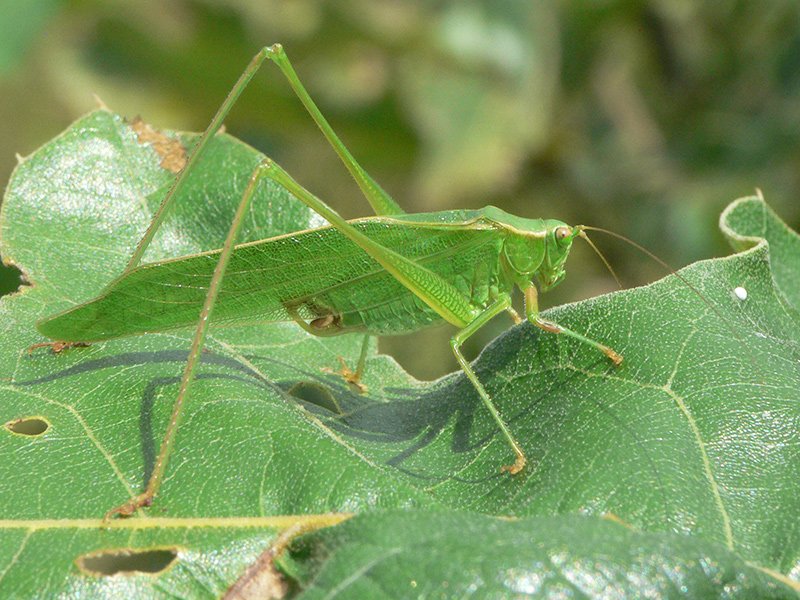 Bush Katydid